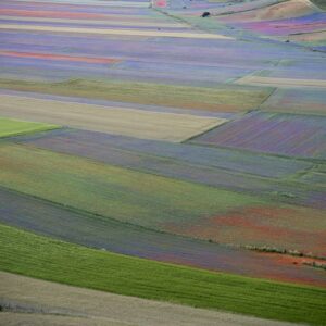 Fioritura della lenticchia IGP di Castelluccio